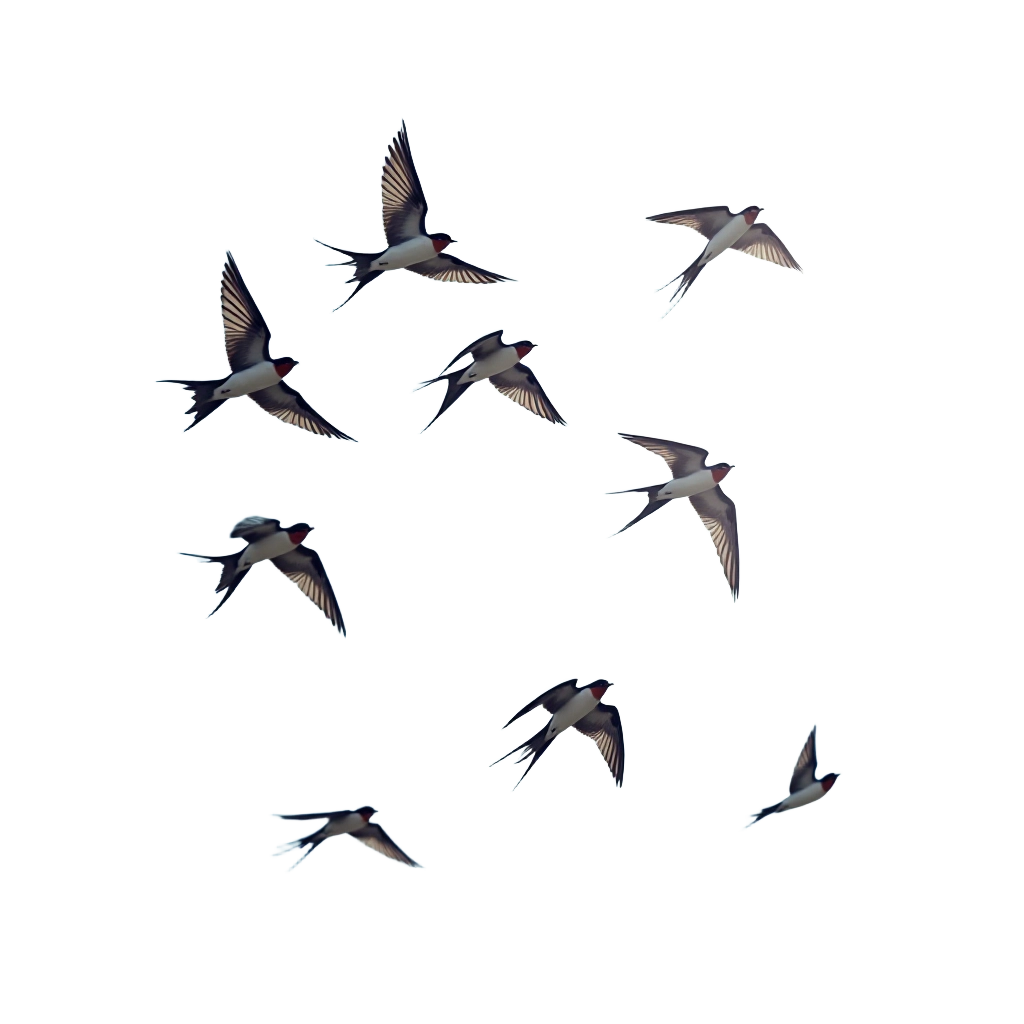 Swifts in Flight